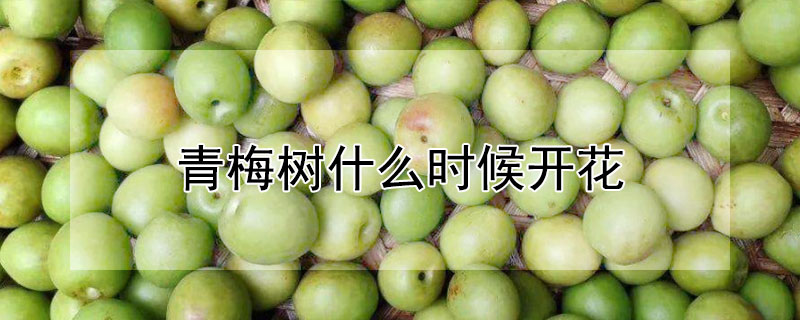 青梅樹什麼時候開花