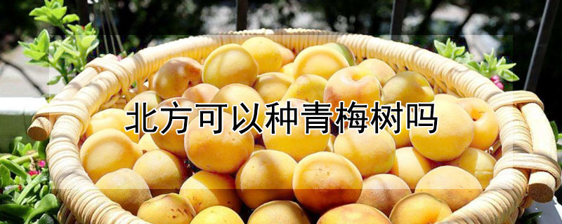 北方可以種青梅樹嗎