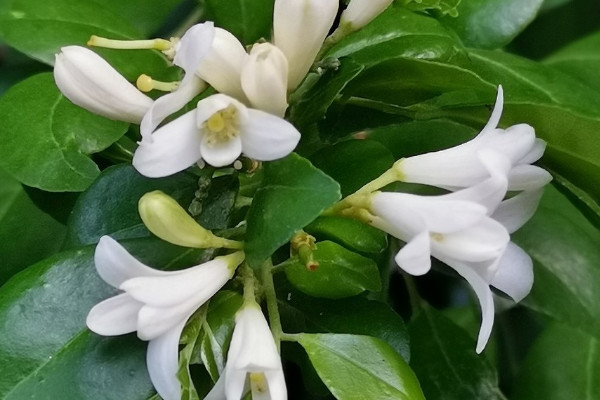 九裏香種子怎麼種植