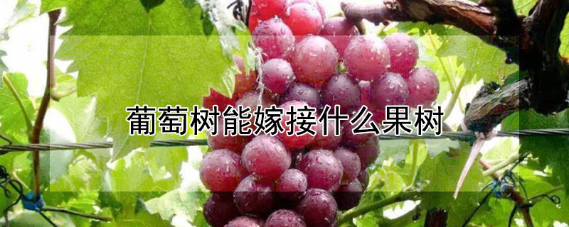 葡萄樹能嫁接什麼果樹