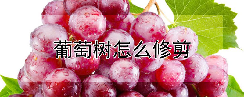葡萄樹怎麼修剪