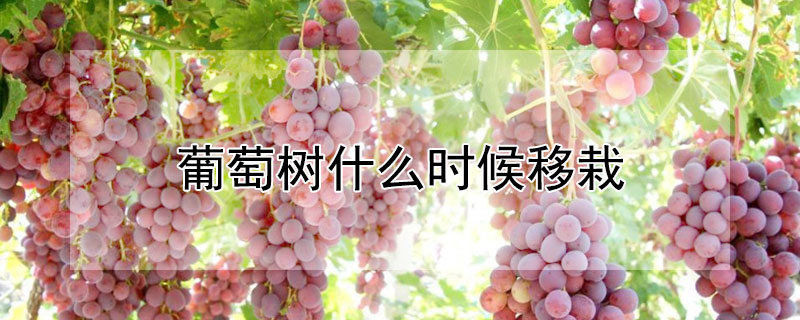 葡萄樹什麼時候移栽