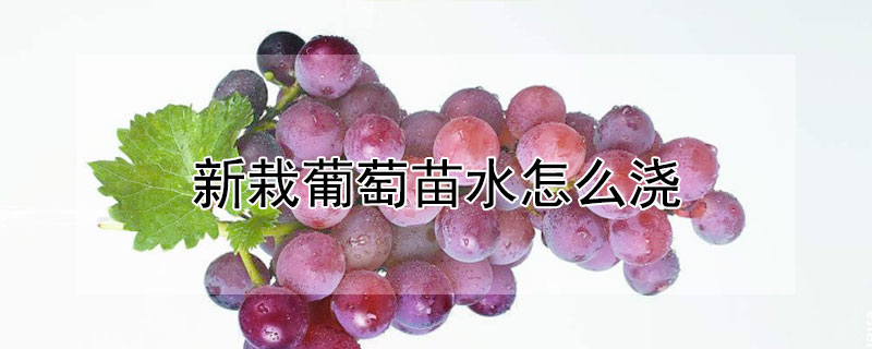 新栽葡萄苗水怎麼澆
