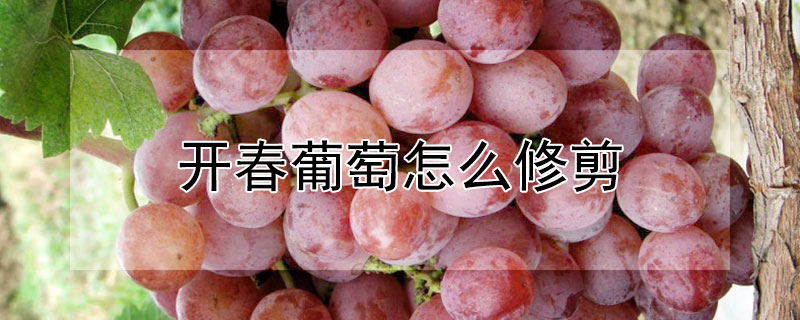 開春葡萄怎麼修剪
