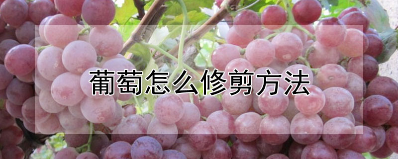 葡萄怎麼修剪方法