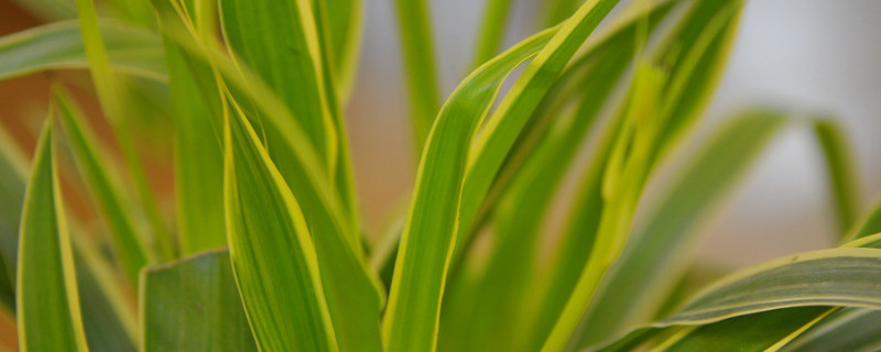 客廳放什麼綠植比較好