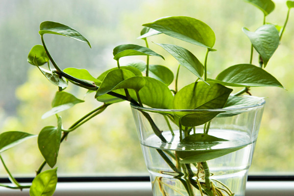 客廳放什麼綠植比較好