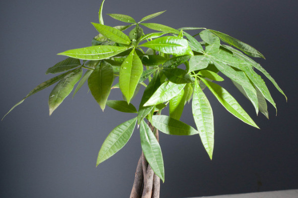 客廳放什麼綠植比較好