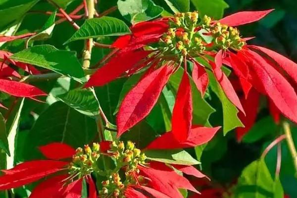 一品紅長太高怎麼辦