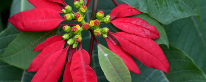一品紅插水裏能活嗎