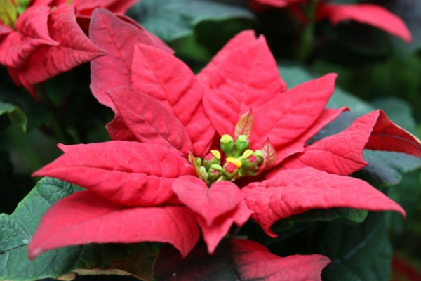 一品紅插水裏能活嗎