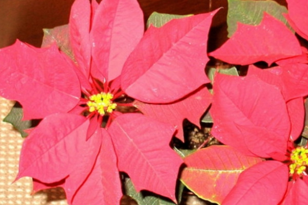 一品紅可以用什麼技術延遲開花
