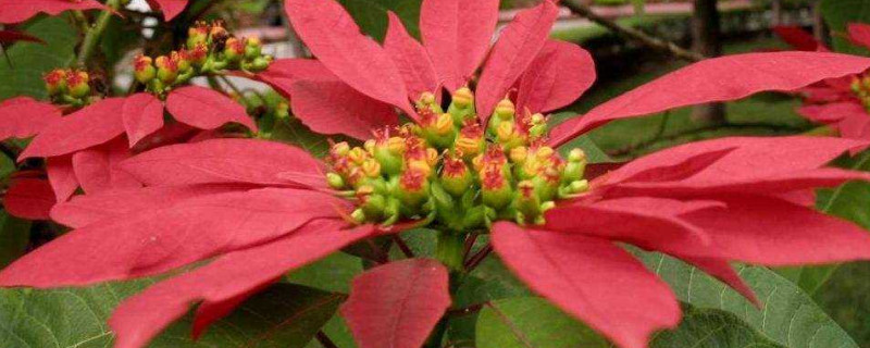 一品紅可以用什麼技術延遲開花