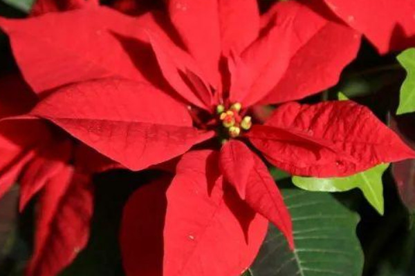 一品紅可以用什麼技術延遲開花