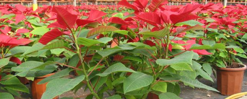 一品紅用什麼土養