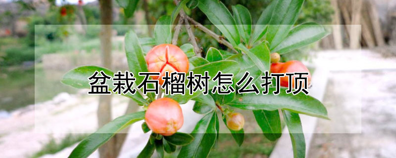 盆栽石榴樹怎麼打頂