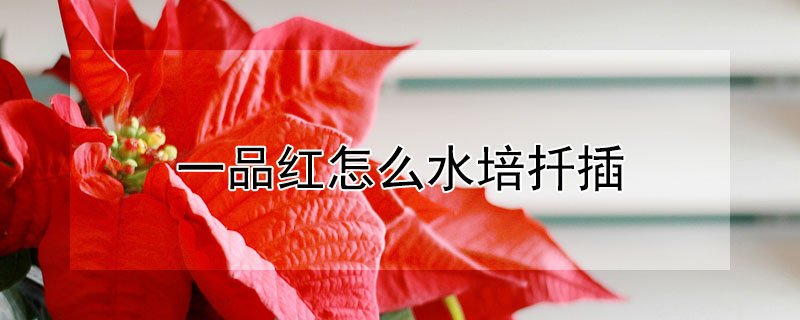 一品紅怎麼水培扡插
