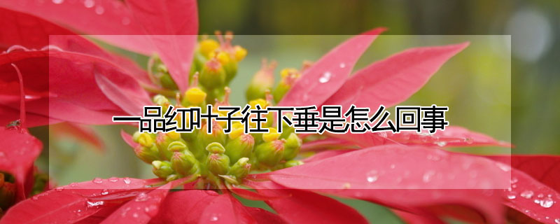 一品紅葉子往下垂是怎麼回事