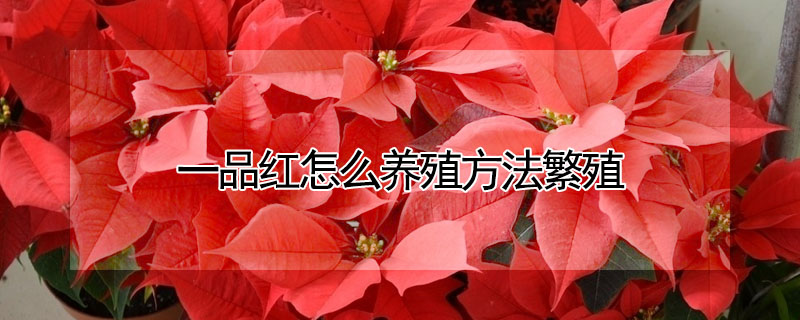 一品紅怎麼養殖方法繁殖