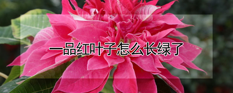 一品紅葉子怎麼長綠了