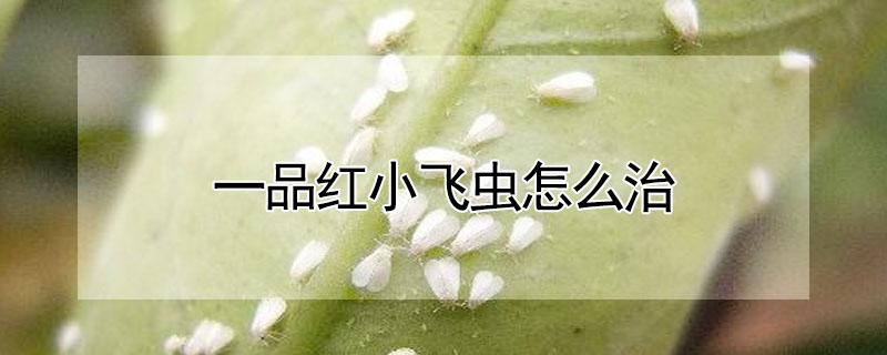 一品紅小飛蟲怎麼治