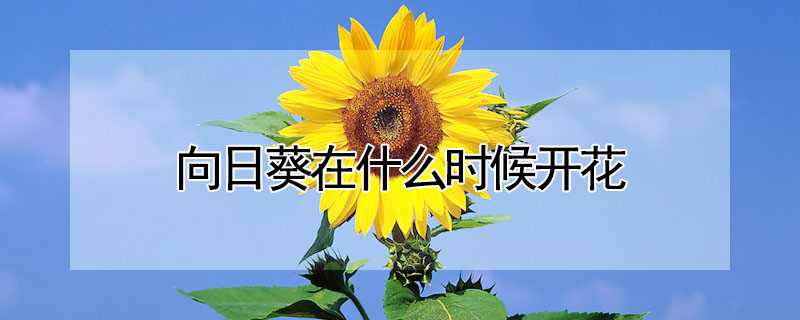 向日葵在什麼時候開花