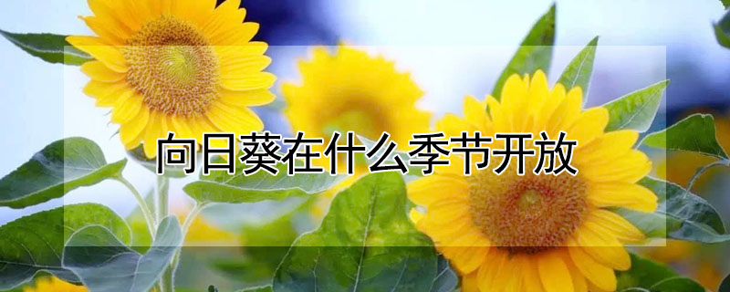 向日葵在什麼季節開放