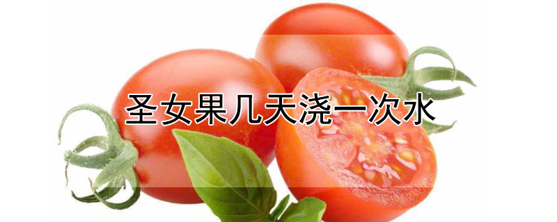 聖女果幾天澆一次水