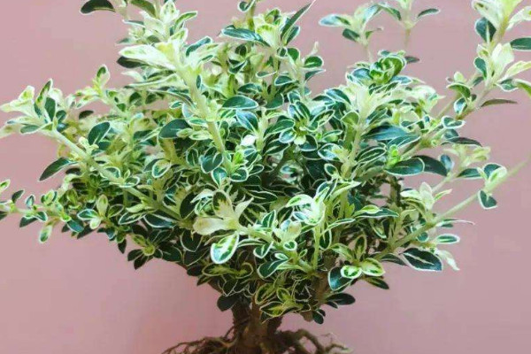 金邊六月雪怎麼修剪