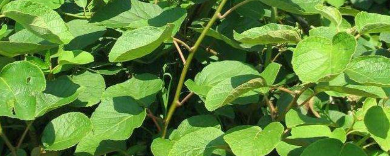 獼猴桃苗怎麼分公母