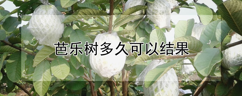 芭樂樹多久可以結果