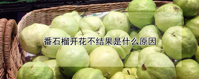 番石榴開花不結果是什麼原因