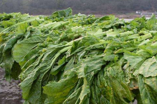菜葉怎麼做肥料