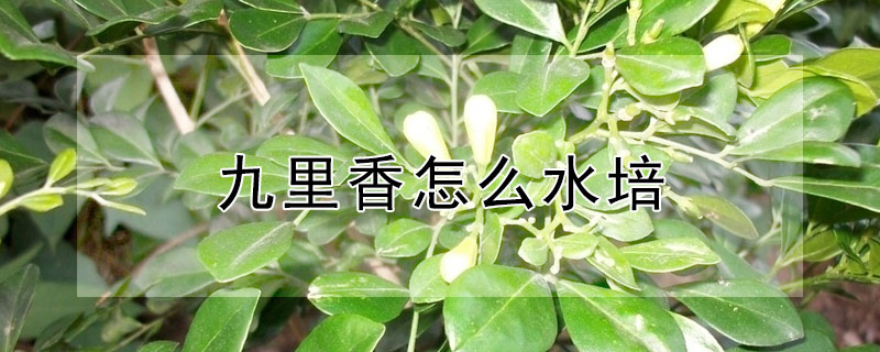 九裏香怎麼水培