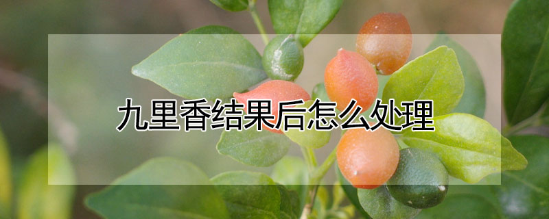 九裏香結果後怎麼處理