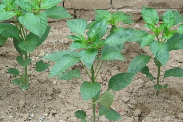 青椒苗怎麼種植方法
