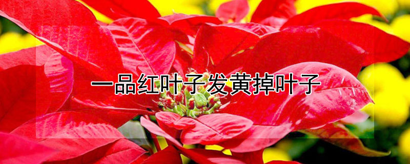 一品紅葉子發黃掉葉子