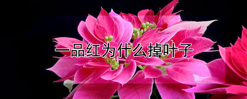 一品紅為什麼掉葉子