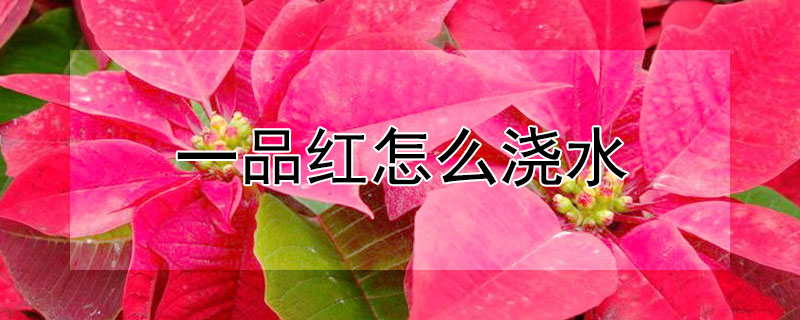 一品紅怎麼澆水