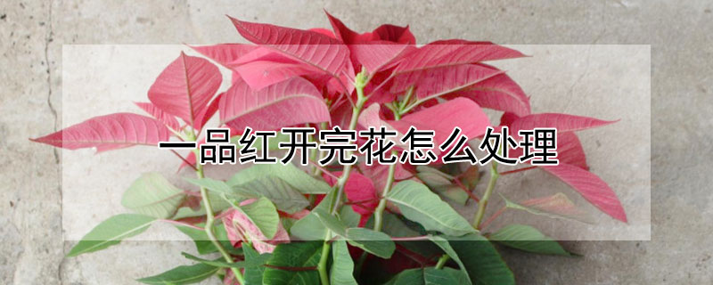 一品紅開完花怎麼處理