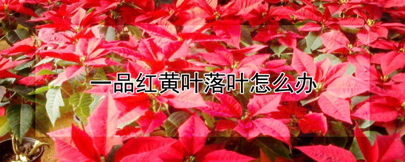 一品紅黃葉落葉怎麼辦