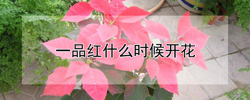 一品紅什麼時候開花