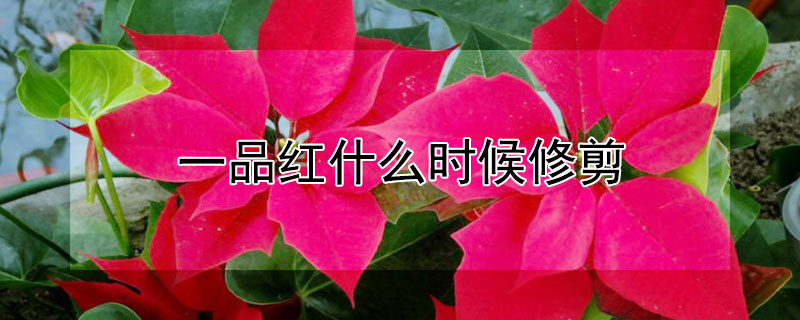 一品紅什麼時候修剪