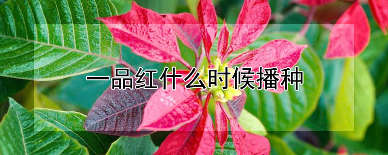 一品紅什麼時候播種