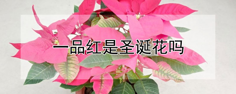 一品紅是聖誕花嗎