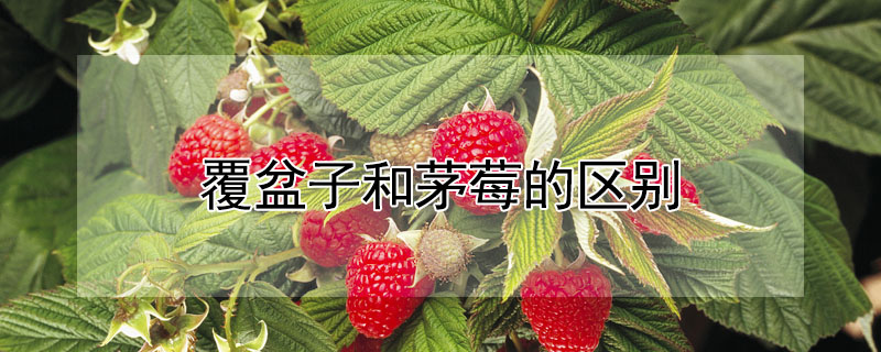 覆盆子和茅莓的區別