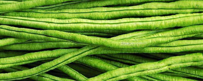 北方無架豆角怎麼種植