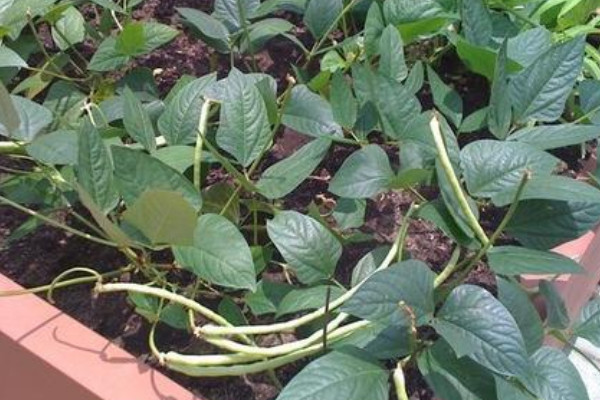北方無架豆角怎麼種植