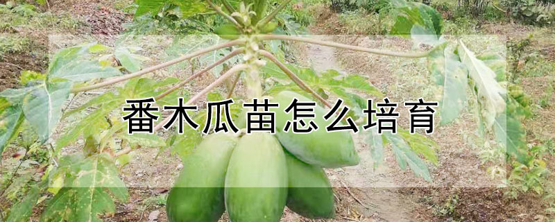 番木瓜苗怎麼培育