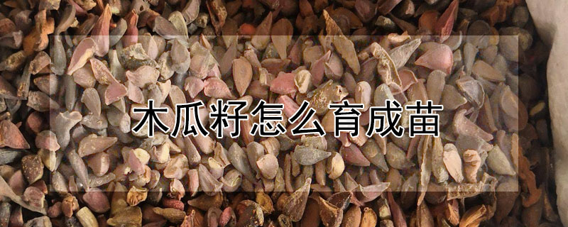 木瓜籽怎麼育成苗